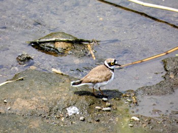 Little Ringed Plover 自宅 Wed, 5/11/2022