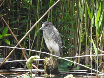 2022年5月11日(水) 不忍池(上野恩賜公園)の野鳥観察記録