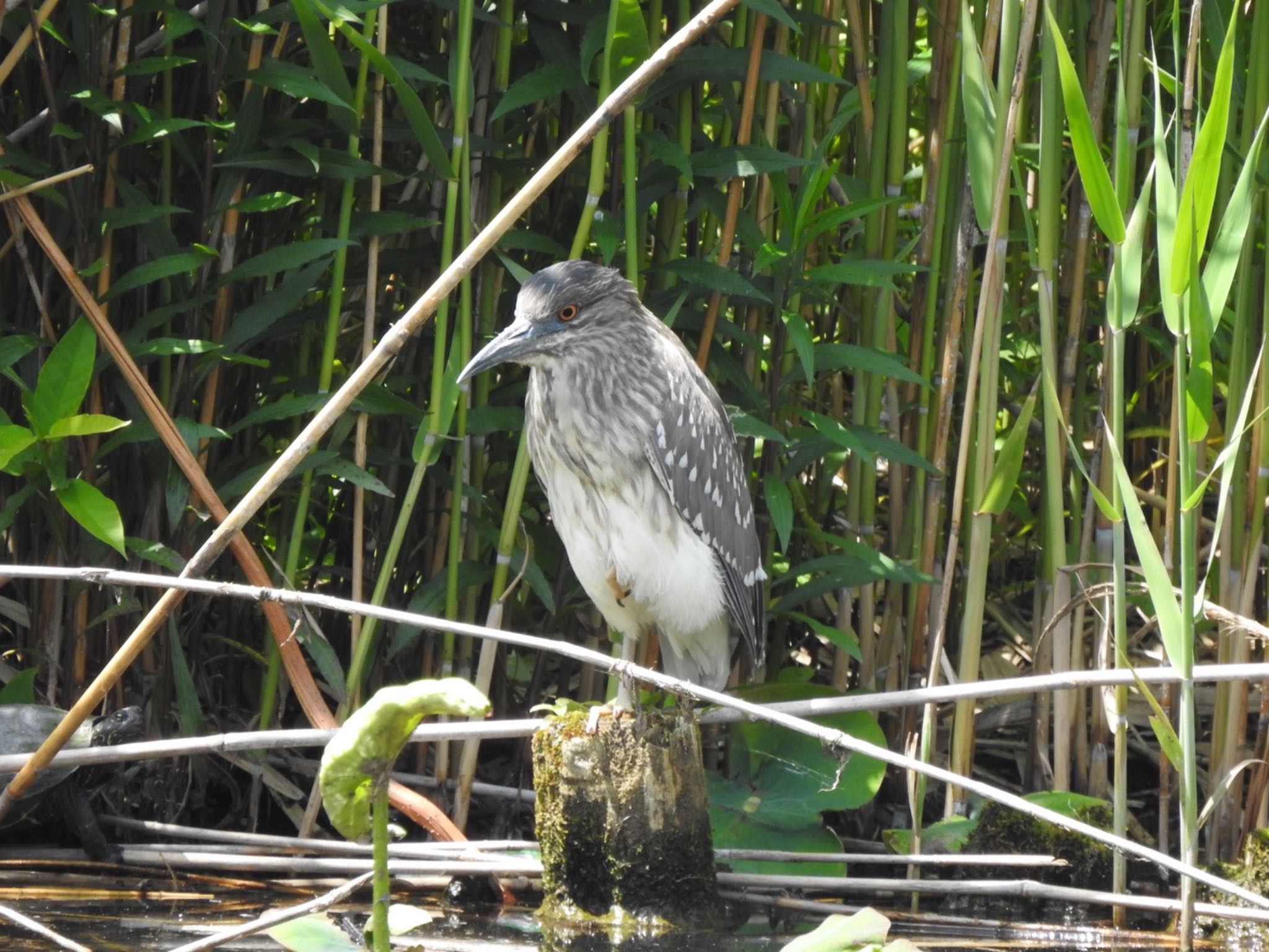 Black-crowned Night Heron