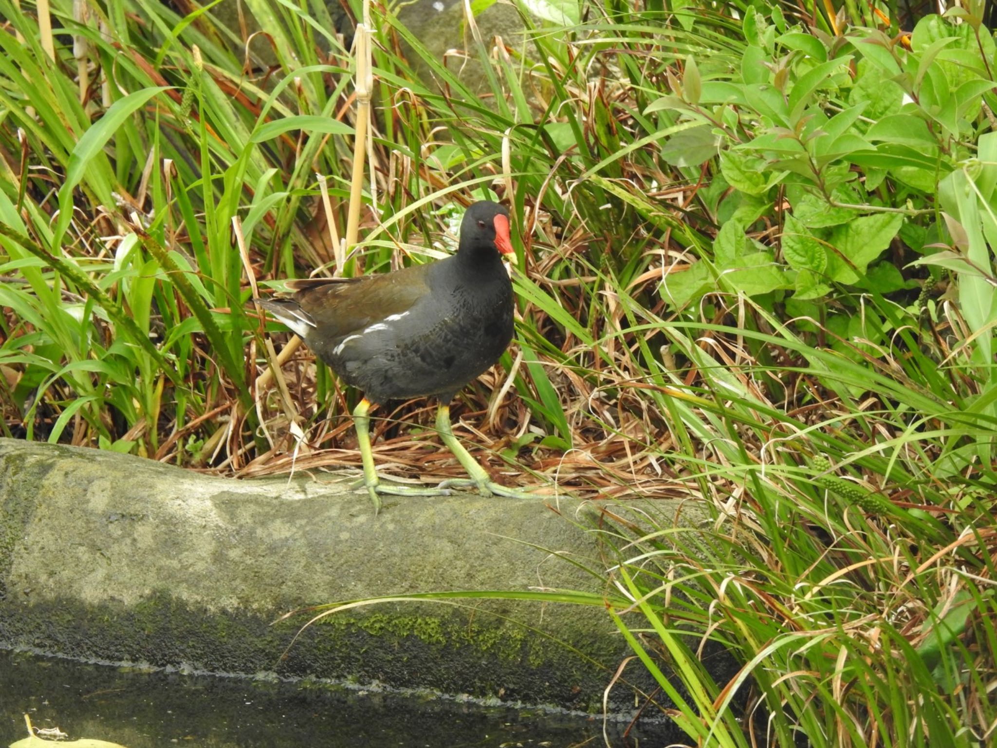 Common Moorhen