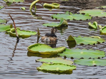 カイツブリ 不忍池(上野恩賜公園) 2022年5月11日(水)