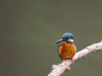 Common Kingfisher 四季の森公園(横浜市緑区) Sun, 5/1/2022