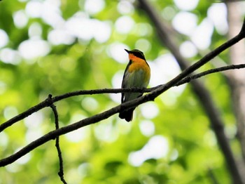 Narcissus Flycatcher 越谷市 Wed, 5/11/2022