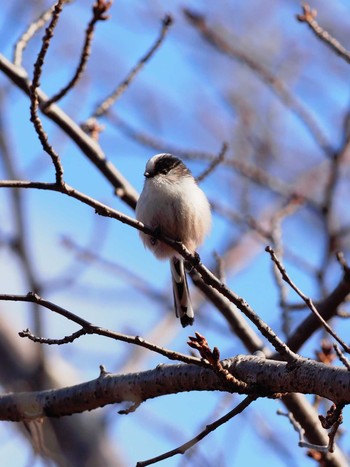 エナガ 大阪城公園 2017年12月10日(日)