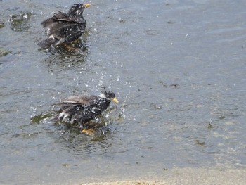 ムクドリ 淀川河川公園 2022年5月11日(水)