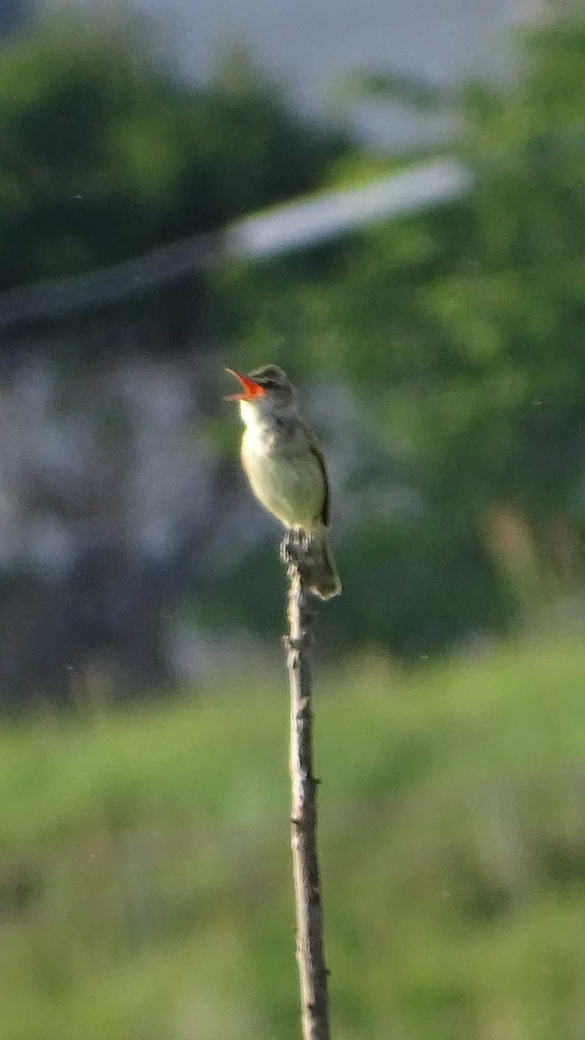 Oriental Reed Warbler