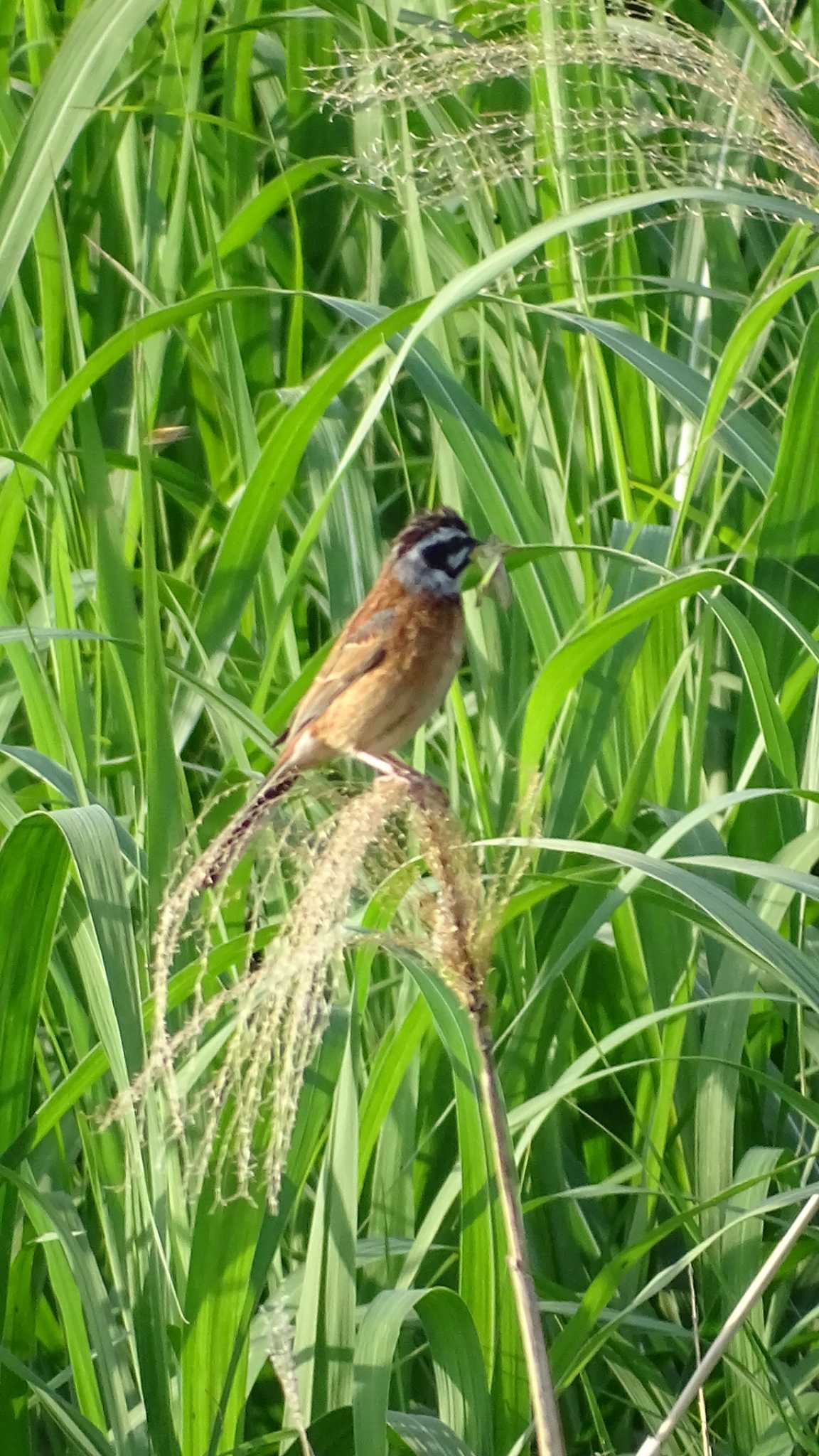 Meadow Bunting