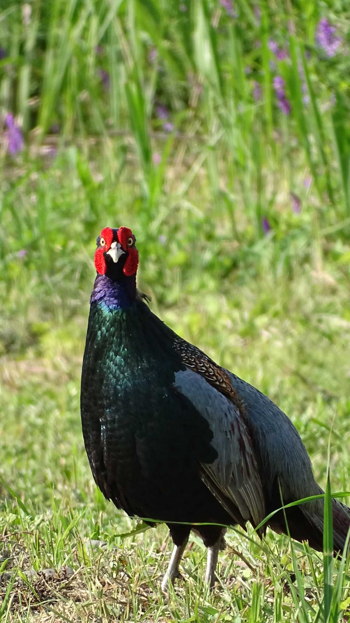 Photo of Green Pheasant at 多摩川 by poppo