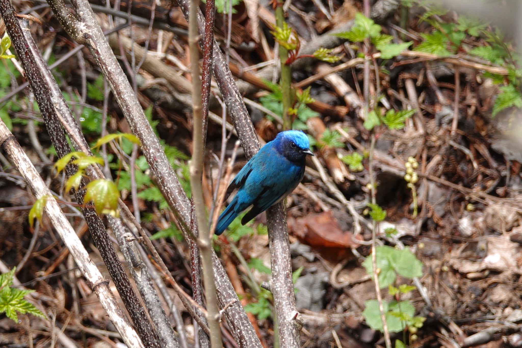 Blue-and-white Flycatcher