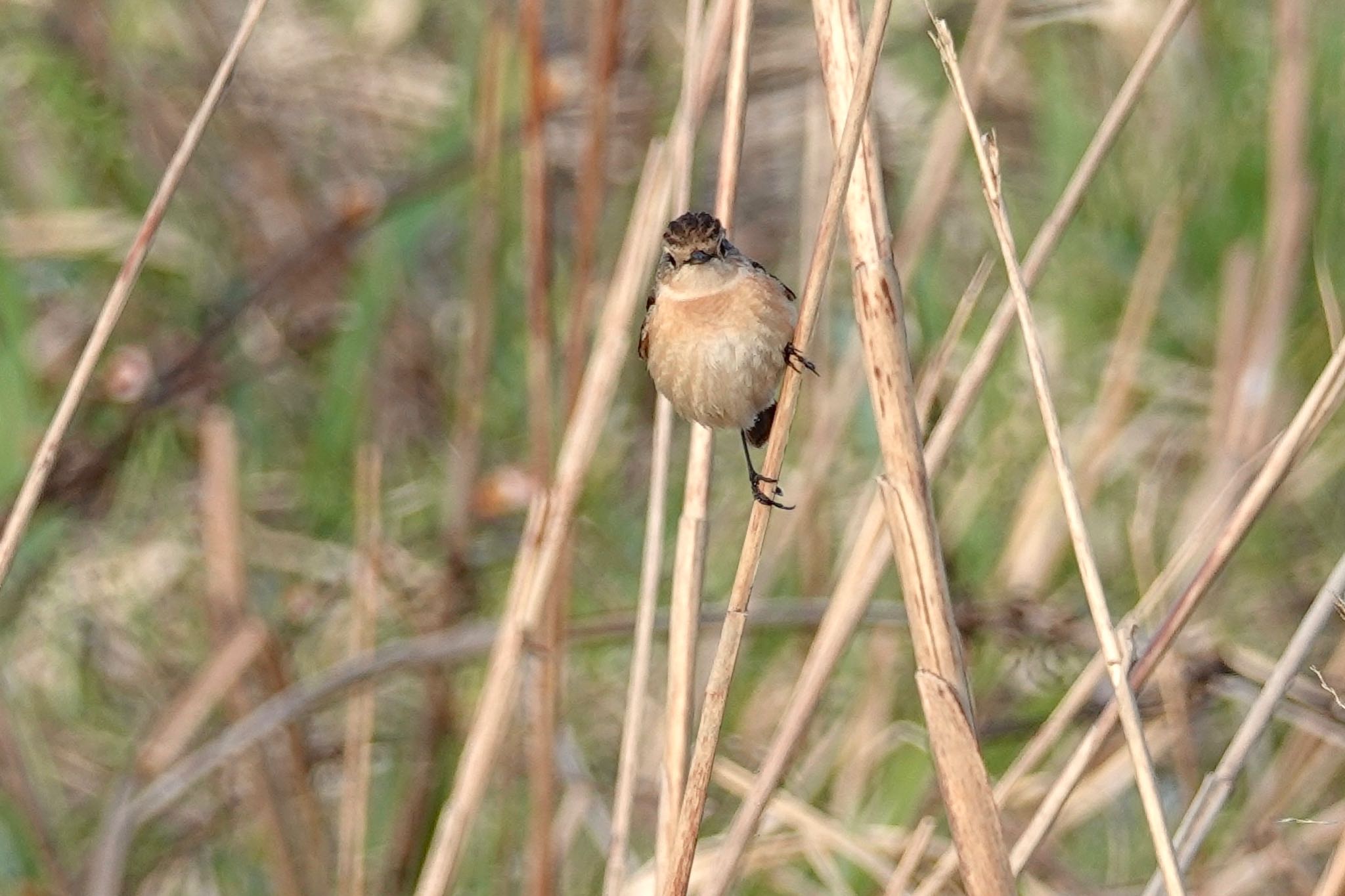 Amur Stonechat