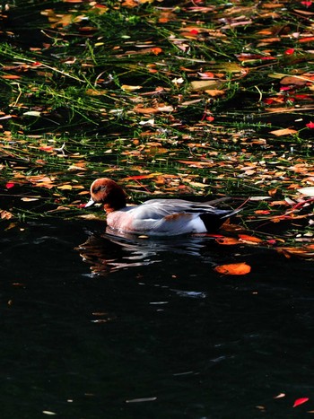 Eurasian Wigeon Osaka castle park Sun, 12/10/2017