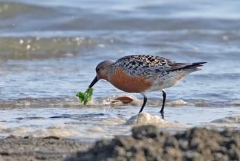 Red Knot Sambanze Tideland Tue, 5/3/2022