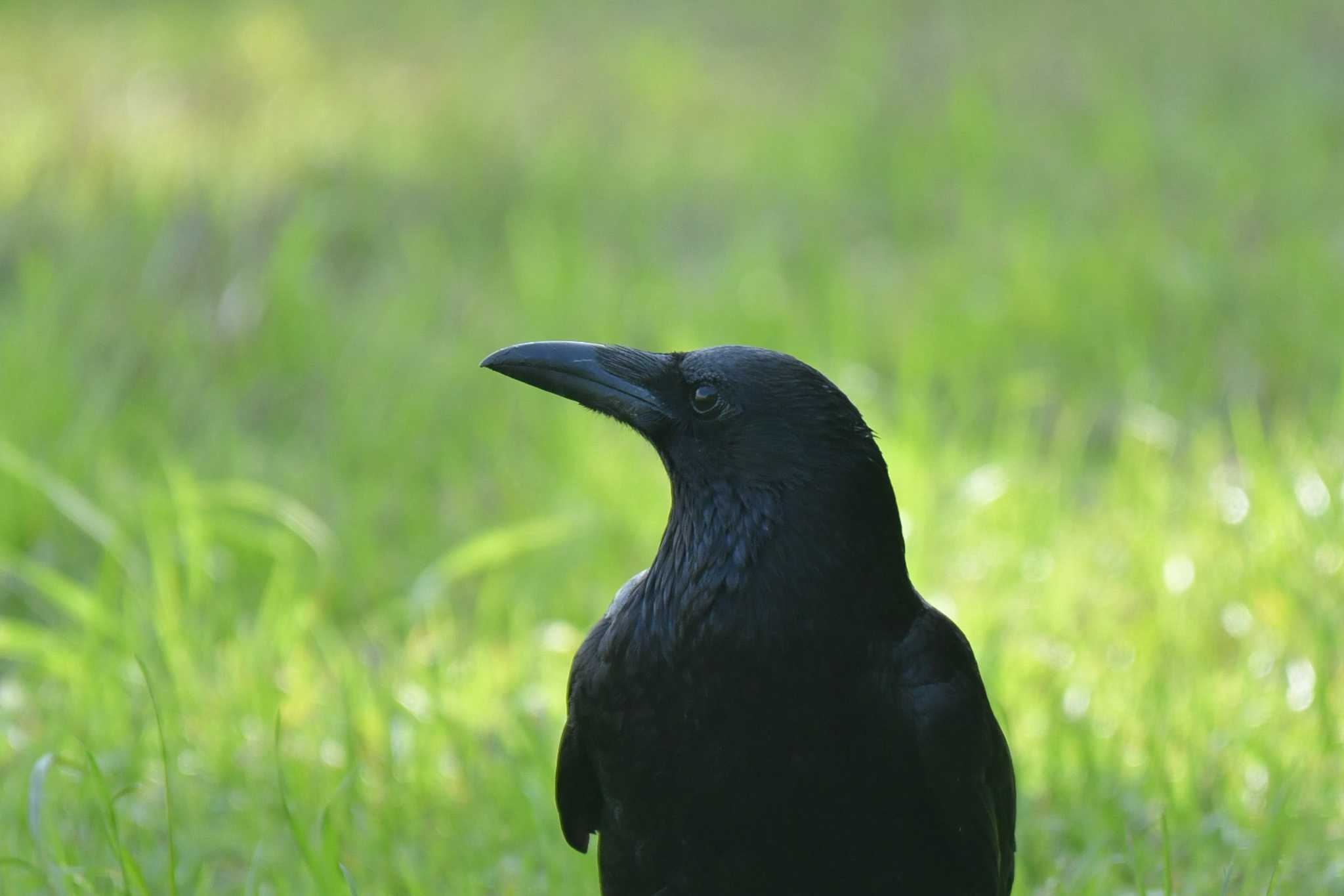 葛西臨海公園 ハシボソガラスの写真 by オガワミチ