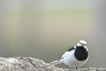 2022年5月11日(水) 葛西臨海公園の野鳥観察記録