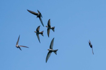 ヒメアマツバメ 佐渡 2022年5月6日(金)