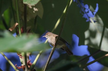 Grey-eyed Bulbul