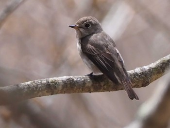 Dark-sided Flycatcher 大蔵高丸 Sat, 5/7/2022