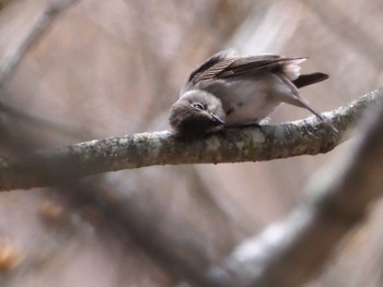 Dark-sided Flycatcher 大蔵高丸 Sat, 5/7/2022