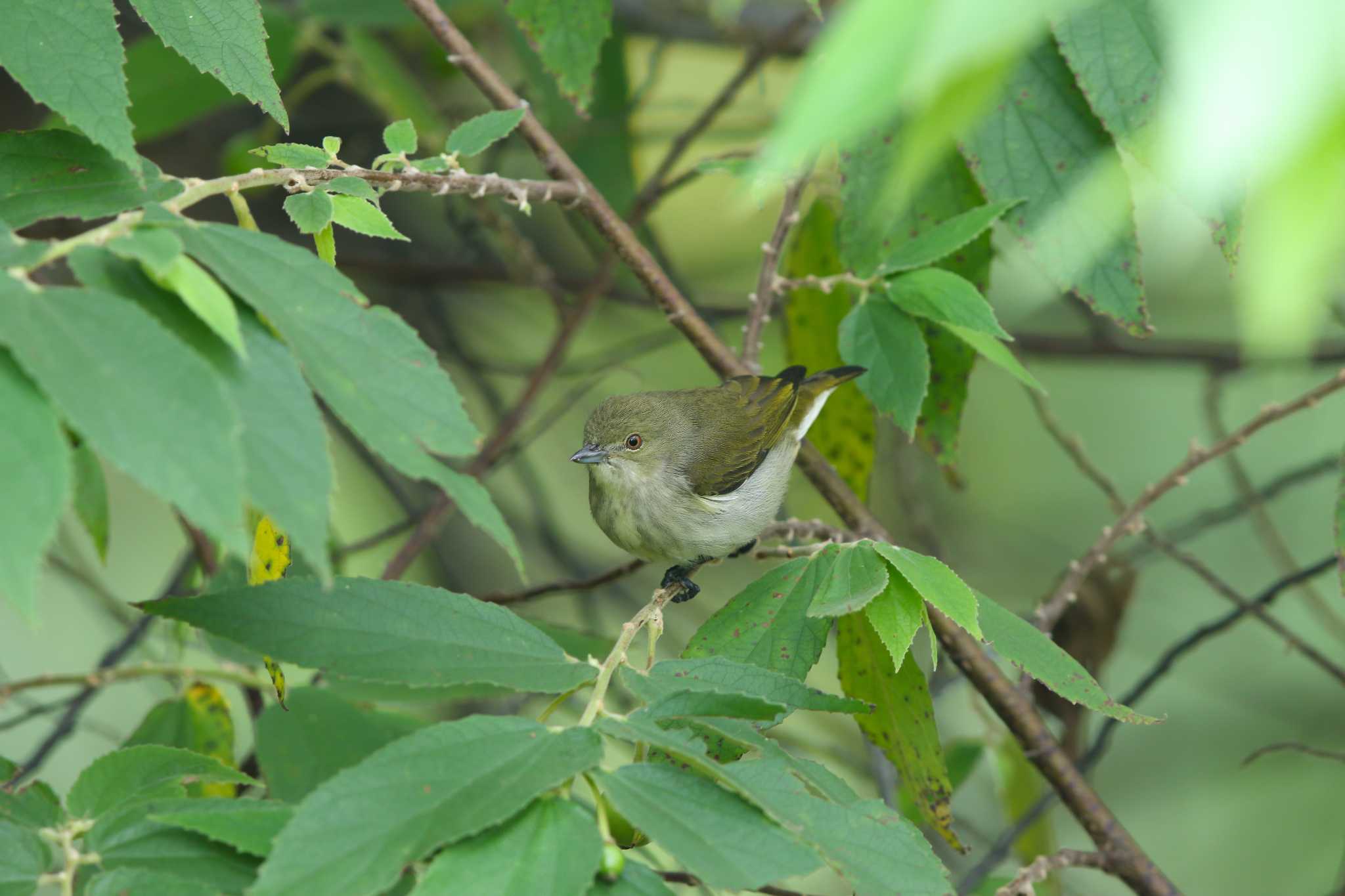 Photo of Yellow-vented Flowerpecker at Kaeng Krachan National Park by Trio