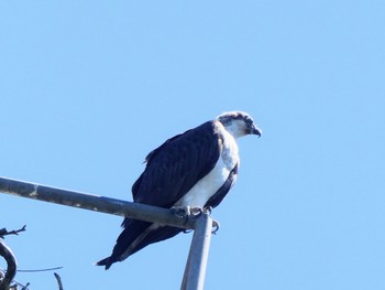 Osprey(cristatus)