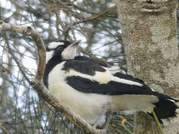 Magpie-lark Picnic Point Reserve, The Entrance, NSW, Australua Sat, 10/30/2021