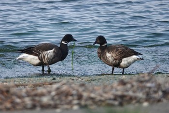 2022年4月25日(月) 青森県の野鳥観察記録