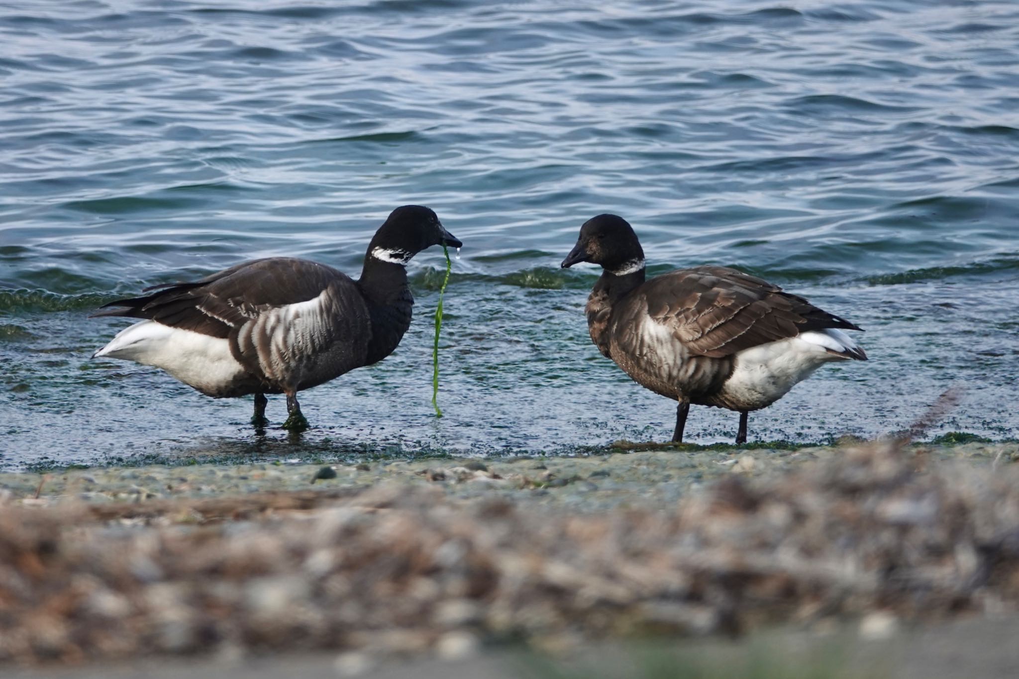 Brant Goose