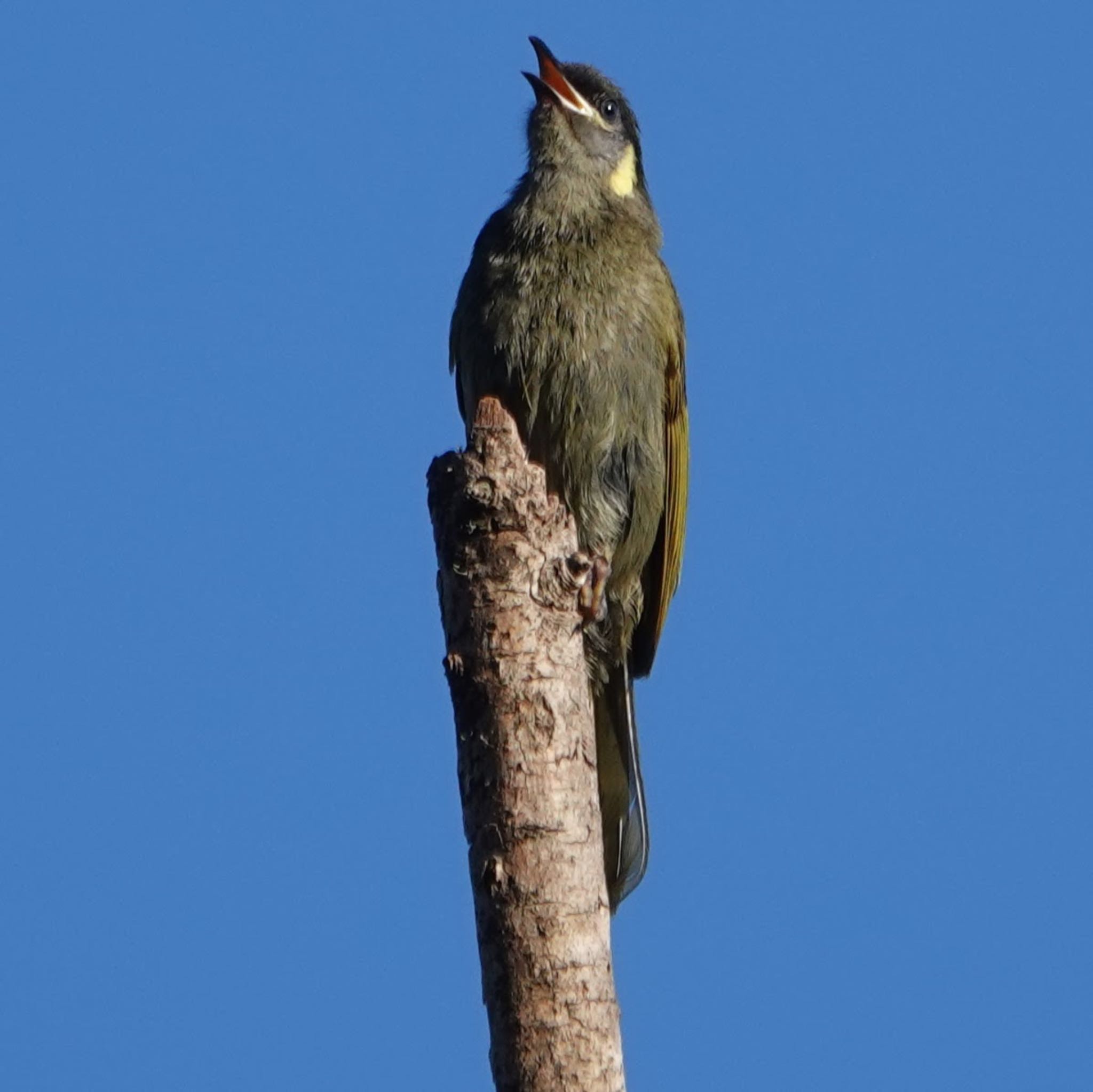 Photo of Lewin's Honeyeater at Ourimbah Rest Stop, Ourimbah, NSW, Australia by Maki