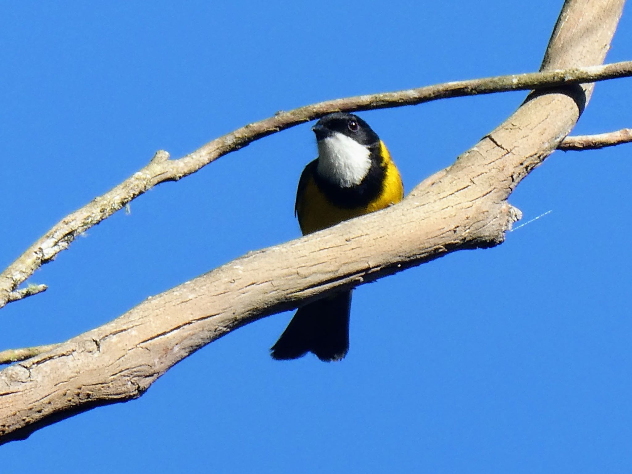 Ourimbah Rest Stop, Ourimbah, NSW, Australia キバラモズヒタキの写真 by Maki