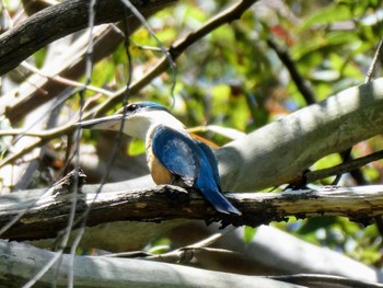 Sacred Kingfisher Rotary Field, Mowbray Park, Willoughby, NSW, Australia Mon, 10/18/2021