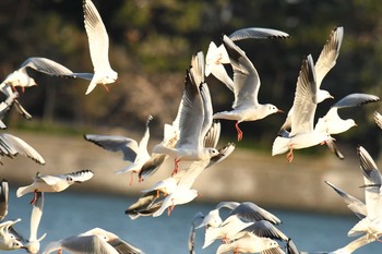 ユリカモメ 行徳鳥獣保護区 2017年12月10日(日)