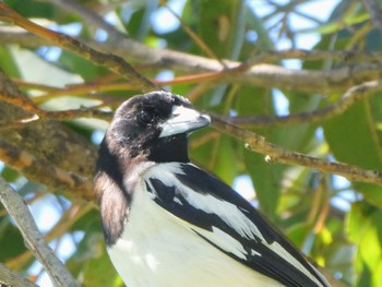 ノドグロモズガラス Central Coast Wetlands, NSW, Australia 2021年10月17日(日)