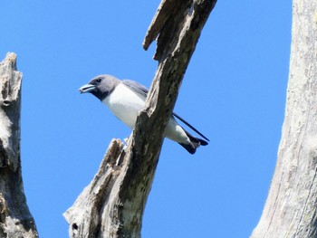 White-breasted Woodswallow Central Coast Wetlands, NSW, Australia Sun, 10/17/2021