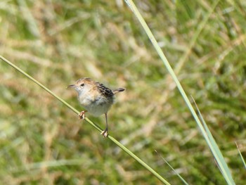 タイワンセッカ Central Coast Wetlands, NSW, Australia 2021年10月17日(日)