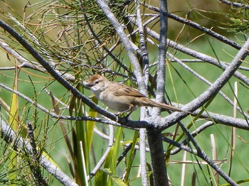 ズアカオオセッカ Central Coast Wetlands, NSW, Australia 2021年10月17日(日)