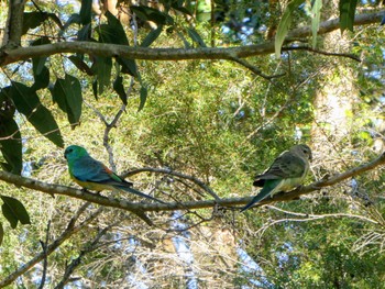 ビセイインコ Central Coast Wetlands, NSW, Australia 2021年10月17日(日)