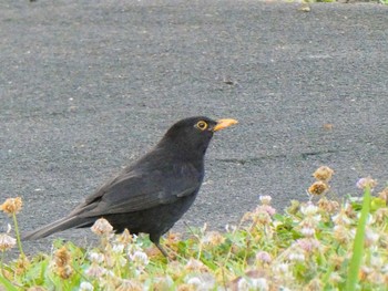 Common Blackbird Ourimbah Rest Stop, Ourimbah, NSW, Australia Sat, 10/30/2021