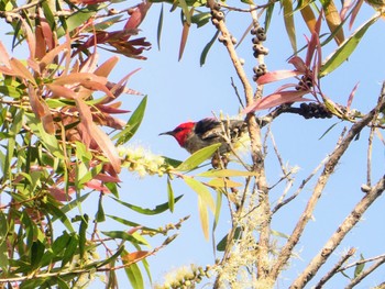 Scarlet Myzomela Ourimbah Rest Stop, Ourimbah, NSW, Australia Sat, 10/30/2021