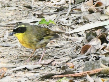 キノドヤブムシクイ Ourimbah State Forest, NSW, Australua 2021年10月24日(日)