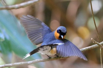 メンガタカササギヒタキ Kingfisher Park Lodge 2017年10月9日(月)