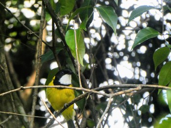 キバラモズヒタキ Palm Grove Nature Reserve, Palm Grove, NSW, Australia 2021年10月24日(日)