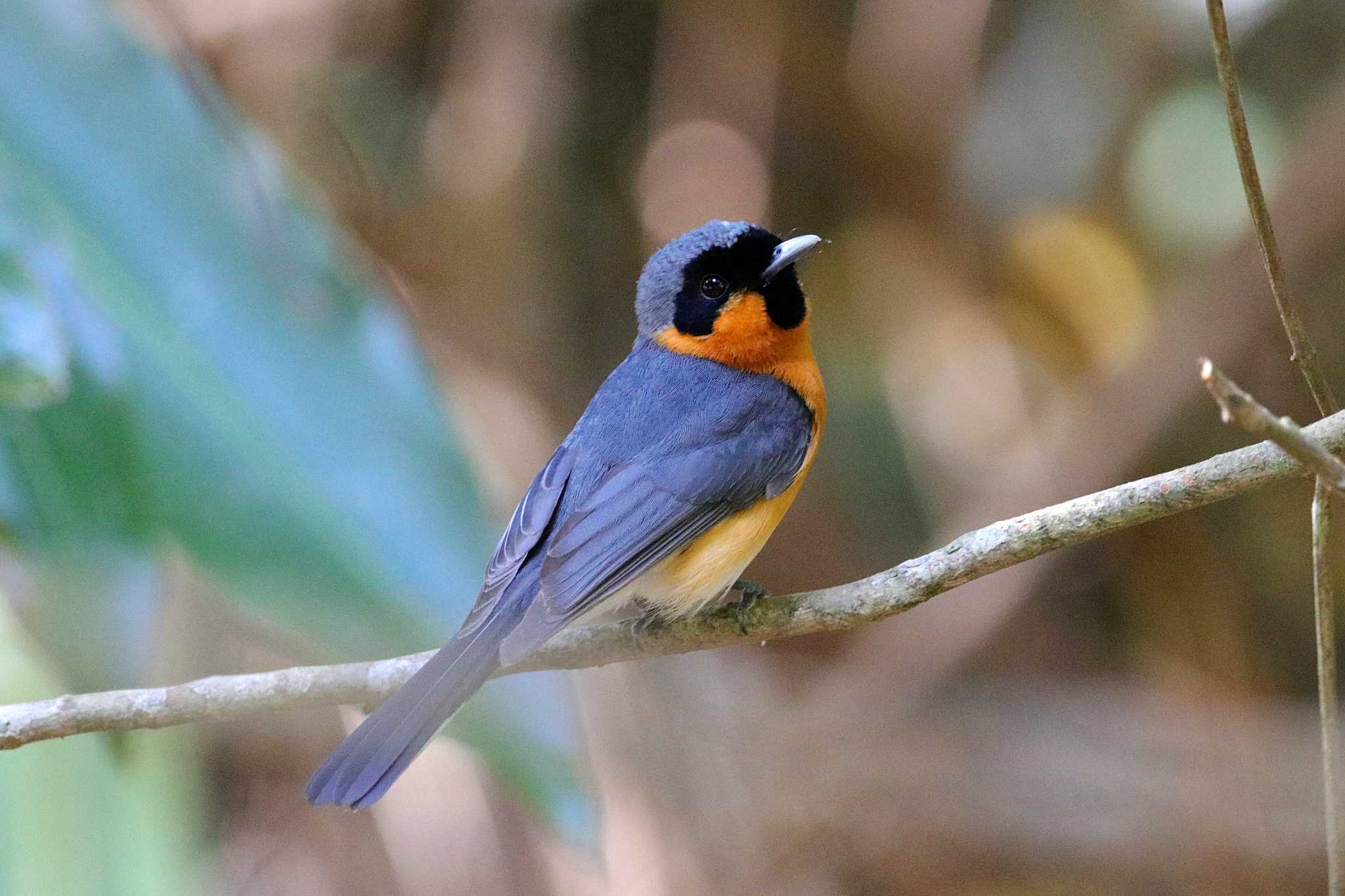 Kingfisher Park Lodge メンガタカササギヒタキの写真 by とみやん