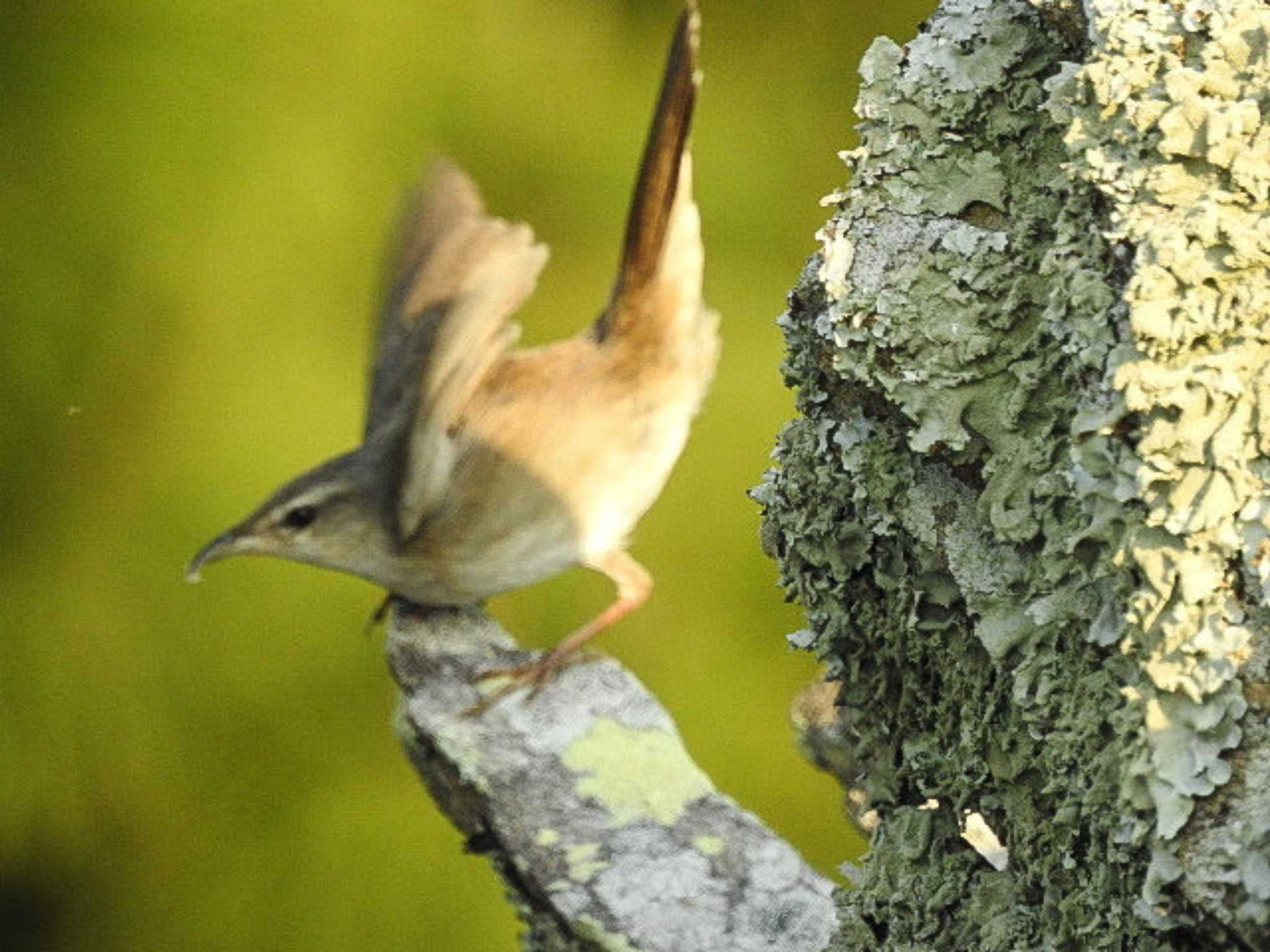 和歌山県新宮市 鈴島 ウチヤマセンニュウの写真 by どらお