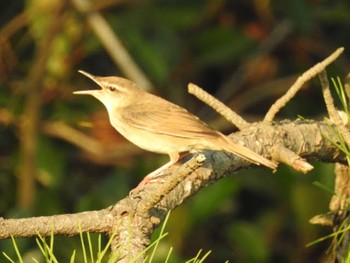 2019年5月25日(土) 和歌山県新宮市 鈴島の野鳥観察記録