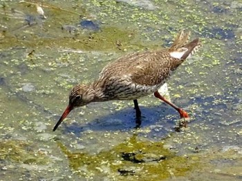 2018年5月15日(火) 愛知県西尾市の野鳥観察記録