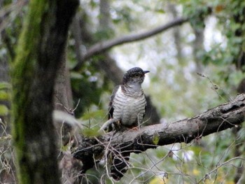 2018年6月14日(木) 祖父江ワイルドネイチャー緑地の野鳥観察記録