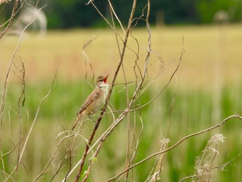 Tue, 5/10/2022 Birding report at 三重県松阪市