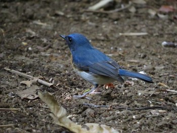 Tickell's Blue Flycatcher ベトナム Wed, 2/24/2016