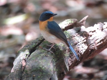 Tickell's Blue Flycatcher