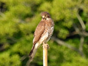 サシバ コウノトリの里(野田市) 2022年5月10日(火)